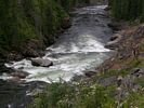 A steep and dark rapid flowing through dense dark green forest